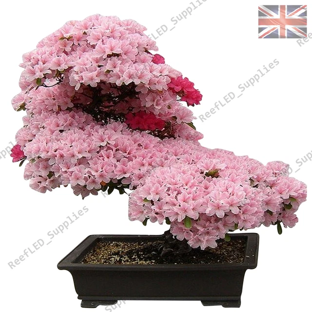 RARE CHERRY BLOSSOM Bonsai, Japanese Sakura Tree 10 Viable Seeds UK
