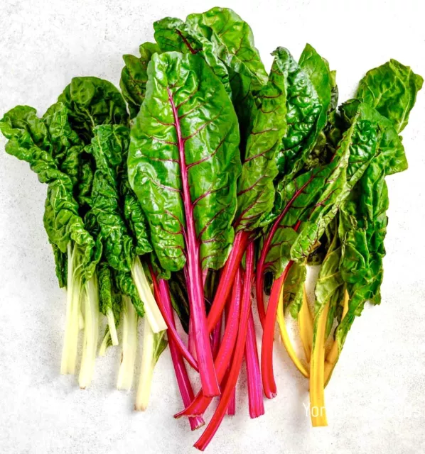 Swiss Chard Rainbow Mix ~ 100 FINEST SEEDS