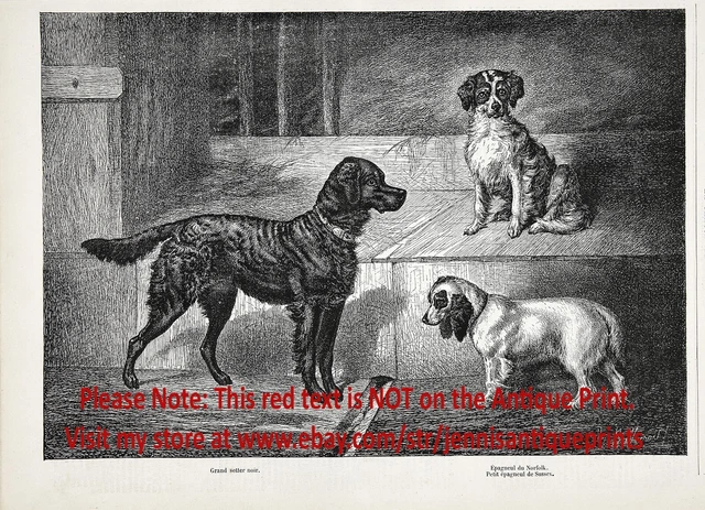 Dog Gordon Setter, English Springer Spaniel & Sussex, Large 1870s Antique Print
