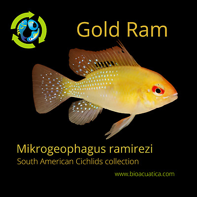 BEAUTIFUL GOLD RAM 1 INCH (Mikrogeophagus ramirezi) UNSEXED