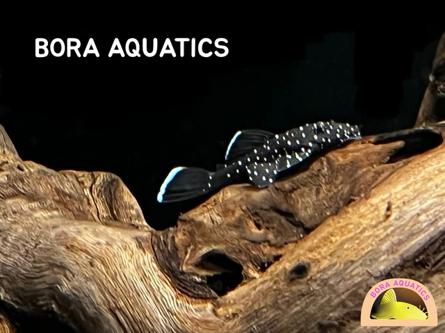 (10) L183 Starlight Bristlenose Pleco - High Quality Pleco (1 in + / 2.5 cm +)