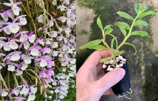 RON Dendrobium Orchid Den. primulinum (Thai) Wild made cross 50mm pot SPECIES