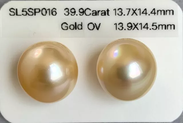 big 13.7mm oval gold  southsea loosepearl undrilled, high luster