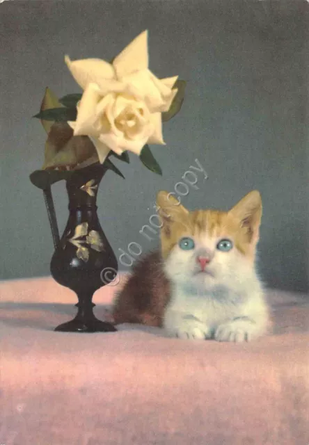 Cartolina gatto piccolo con vaso e rosa