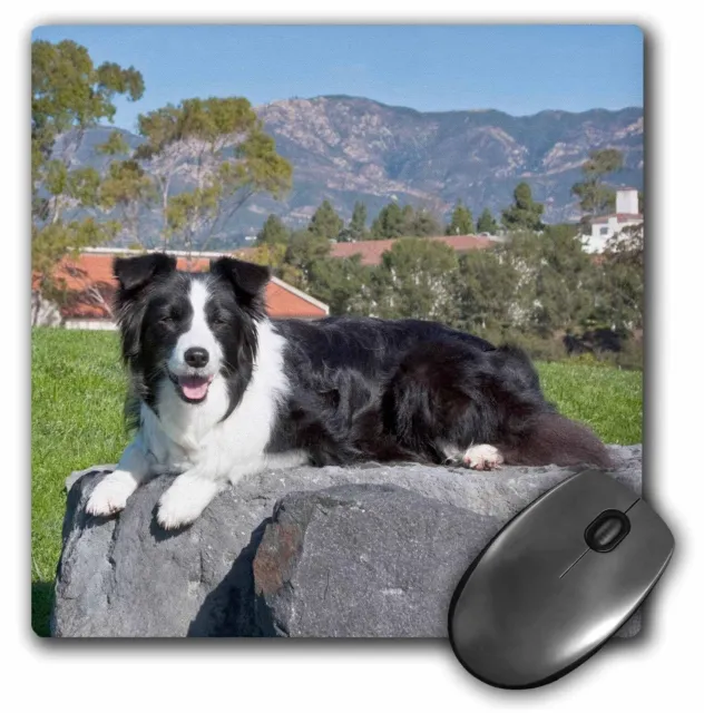 3dRose A Border Collie dog - US05 ZMU0140 - Zandria Muench Beraldo MousePad