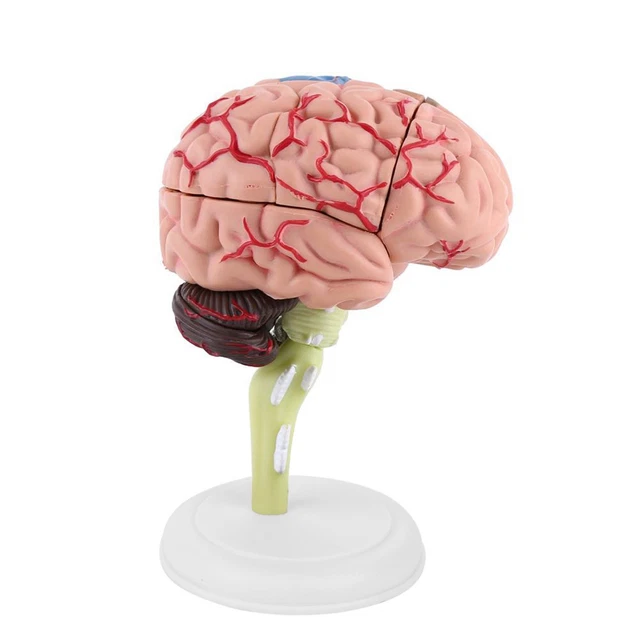 4D DISASSEMBLED ANATOMICAL Human Brain Model Anatomy Medical Teaching ...