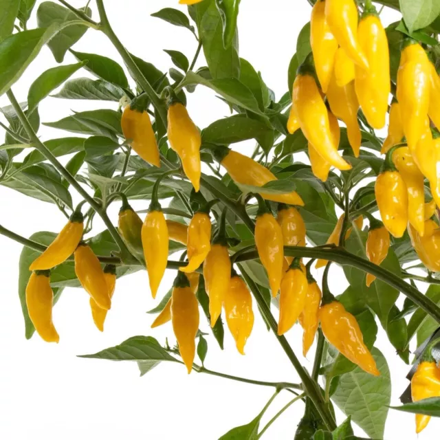 100% Genuine Hot Chilli Pepper Lemon Drop, Aji Limon Chilli Seeds - #1 Quality