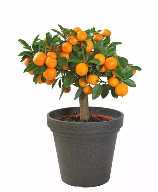 + der wunderschöne Orangenbaum "Citrus mitis" für drinnen - Duft und Früchte !