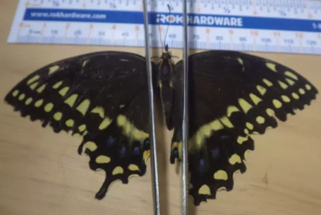 Palamedes Swallowtail Butterfly Papilio palamedes Papiliondae Southeast TX M112