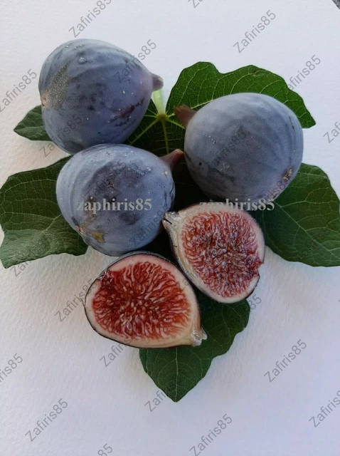 2X &amp;&amp;NAPOLITANA NEGRA&amp;&amp; Figur Baumstecklinge schwarz FIG aus ZYPERN EUR ...