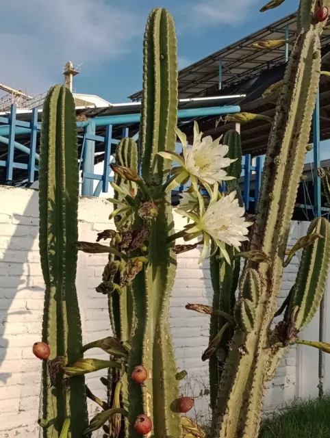 Cereus Hildmannianus 50 graines 2