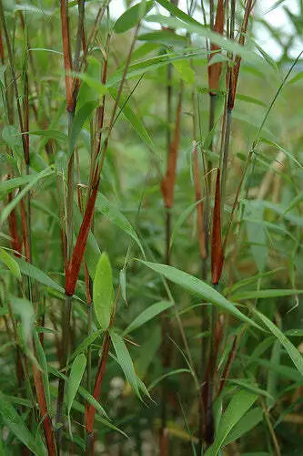 Red stemmed clumping bamboos Asian Wonder Fargesia in 15 Litre Large pots 5-6ft