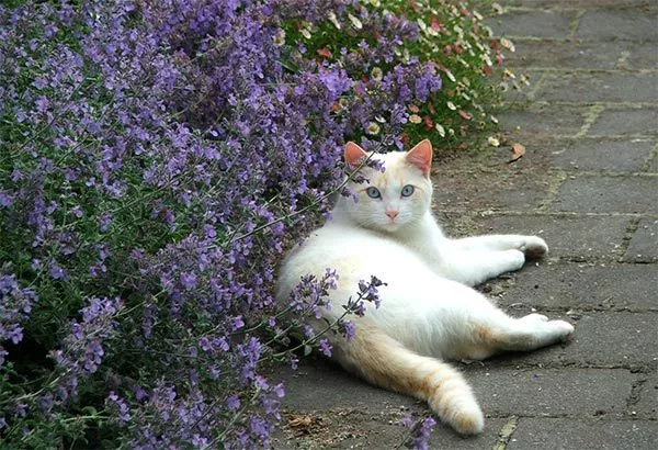 Catmint - Catnip - Nepeta Cataria (800 Seeds) Perennial Herb