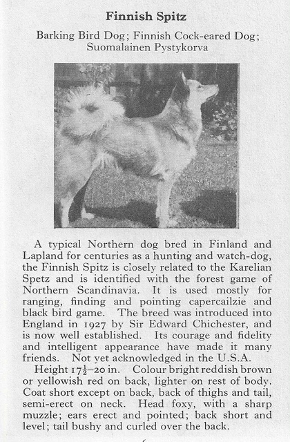 Finnish Spitz - 1970 Vintage Dog Art Photo Print - Matted GIFT Finnish Spitz - 1970 Vintage Dog Art Photo Print - Matted GIFT