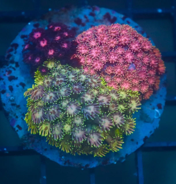 WYSIWYG J-Wu Aquatic / Rainbow Combo Gonipora