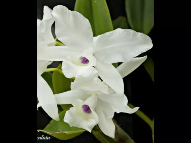 Cattleya skinneri alba Orchid Species