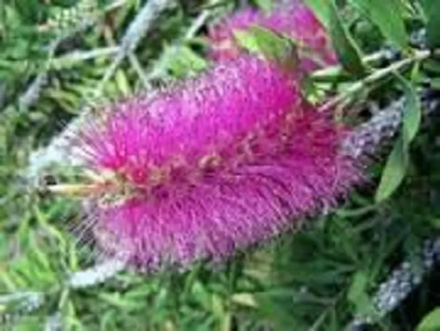 Purple Splendour Bottlebrush Seeds Callistemon Native Shrub 30,000 Seeds