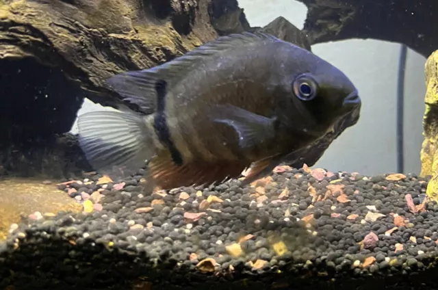 3” Freshwater Heros severus Severum Cichlid