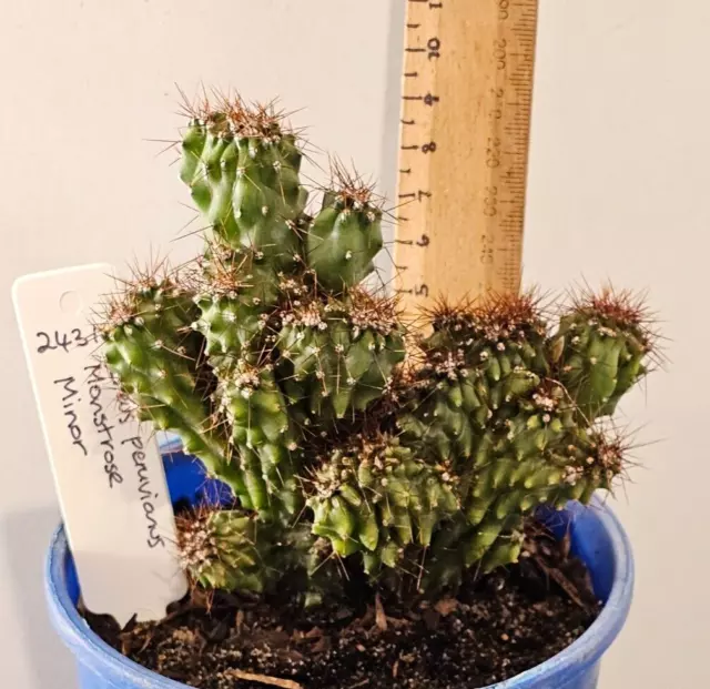 CEREUS PERUVIANUS MONSTROSUS "MINOR" Peruvian Apple  Cactus (11 cm H) (24310)