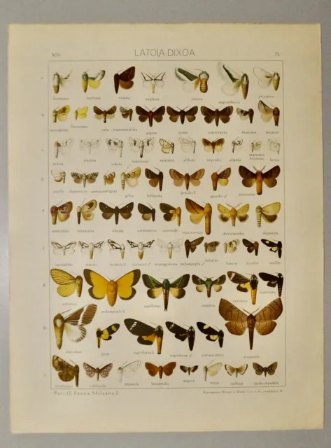 Chromolithographie Originale Xxeme-Papillons-Afrique-Seitz-Latoia-Dixoa