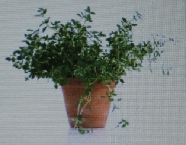 Thyme Herb* 100 Seeds* Gourmet * Culinary *