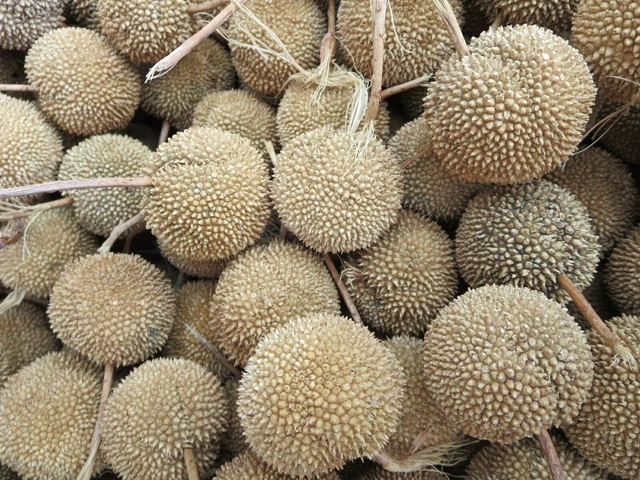 Seed Pods Heads 2021 Arizona Sycamore Tree Crafts Coronas Decoración 1,5" Diapositiva Lote 25 11
