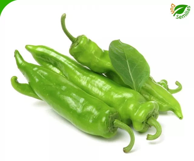 Pimiento Dulce Italiano ( 100 semillas ) seeds - verde