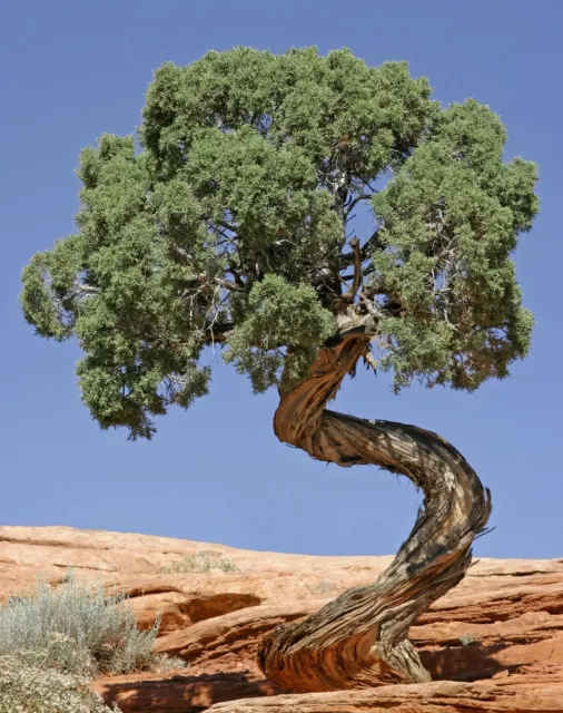 SEMILLAS: grandes plantas coleccionar BONSAI UTAH ENEBRO jardín de invierno clásico