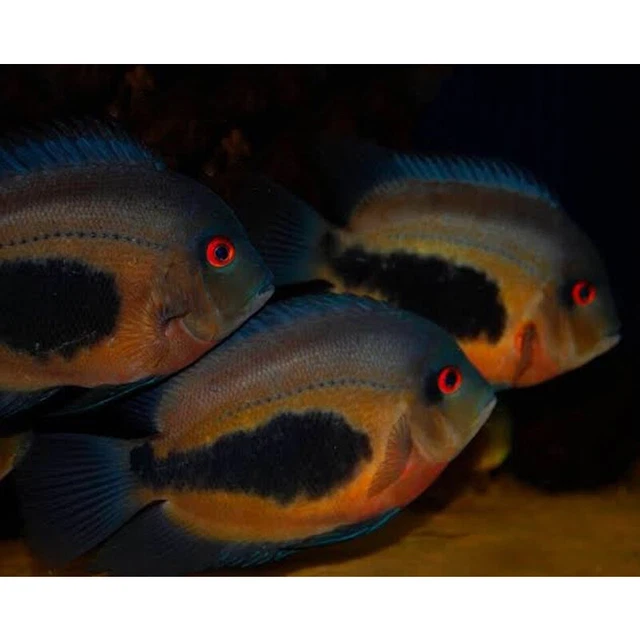 3 pack Uaru Cichlid - Uaru amphiacanthoides - Live Fish 3x (1.75" -2")