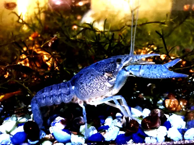 LIVE Electric Blue Crayfish- Young Breeding Pair - Procambarus Alleni