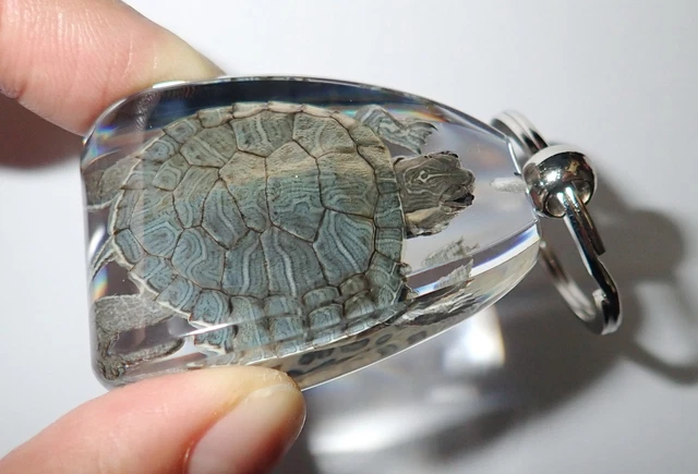 Large Key Ring Farmed Water Slider Turtle Specimen SK12 Clear