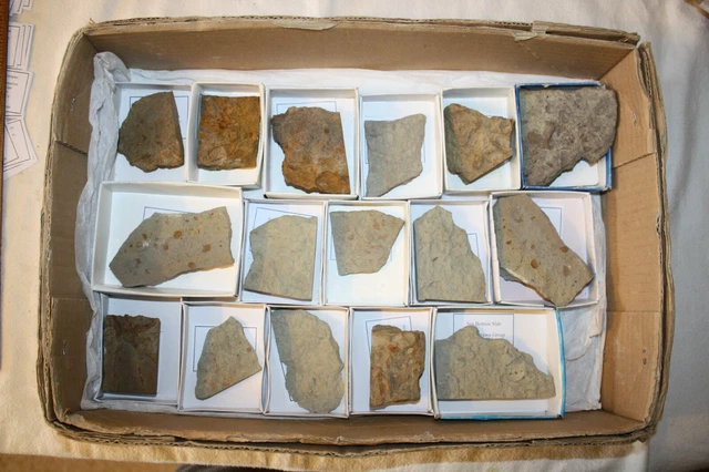Pennsylvanian fossil brachiopod sea bottom slabs wholesale dealer lot Strawn #4
