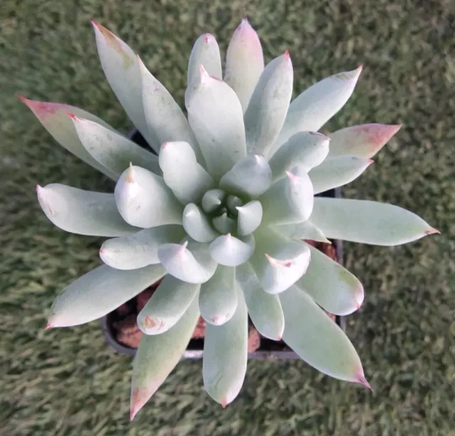 Dudleya Snow Mountain X Nubigena 9cm diameter Succulent