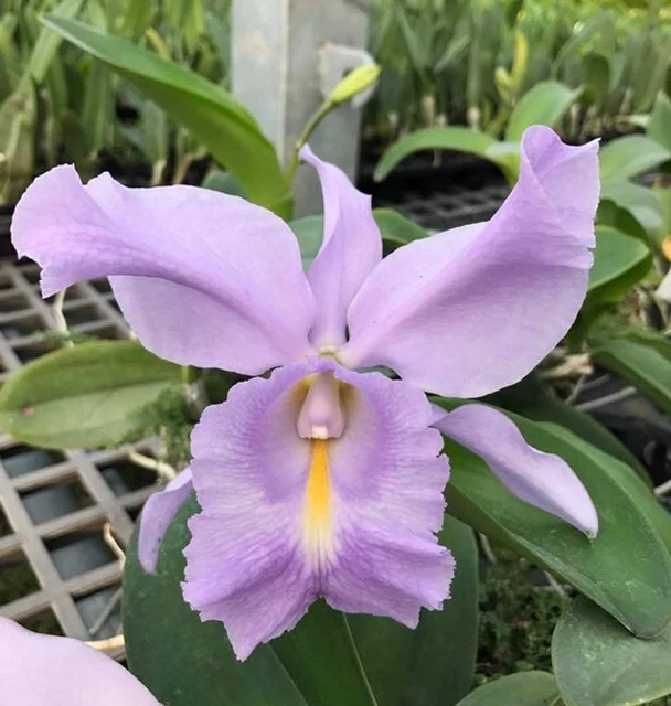 Orchid Orchidee Cattleya Sea Breeze 'Blue Ribbon' HCC/AOS, fragrant (22Sr)