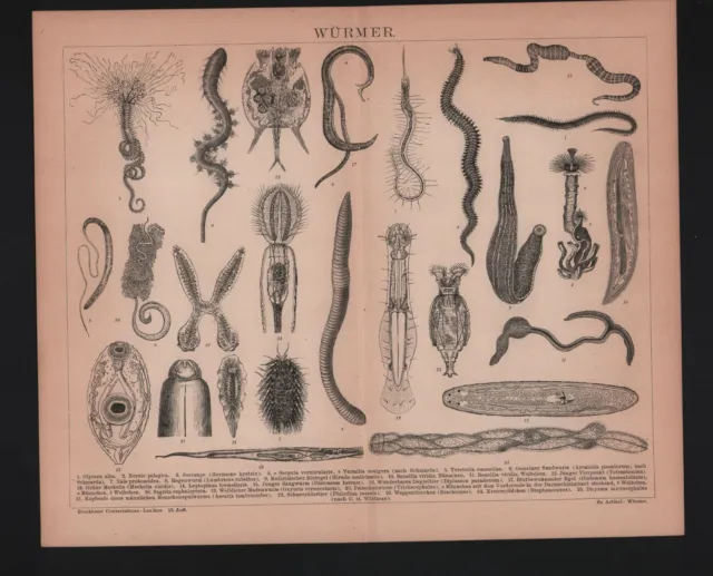 Lithografie 1887 Würmer. Madenwurm Spulwurm Kronenrädchen