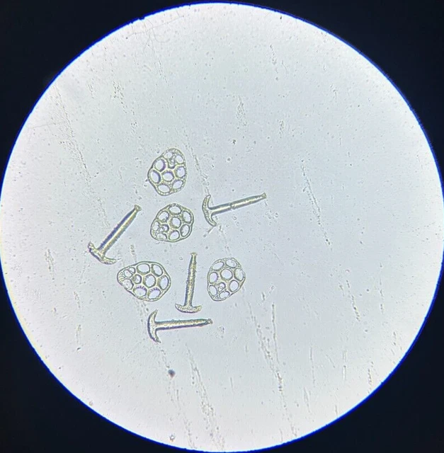 J.D. Moller Microscope Slide Sea Cucumber Synapta Kefersteinii Sel. Samoa
