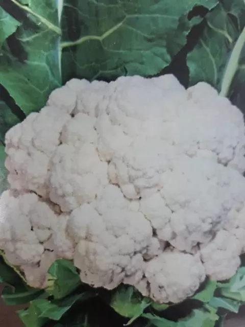 COLIFLOR BOLA DE NIEVE precoz   300 semillas