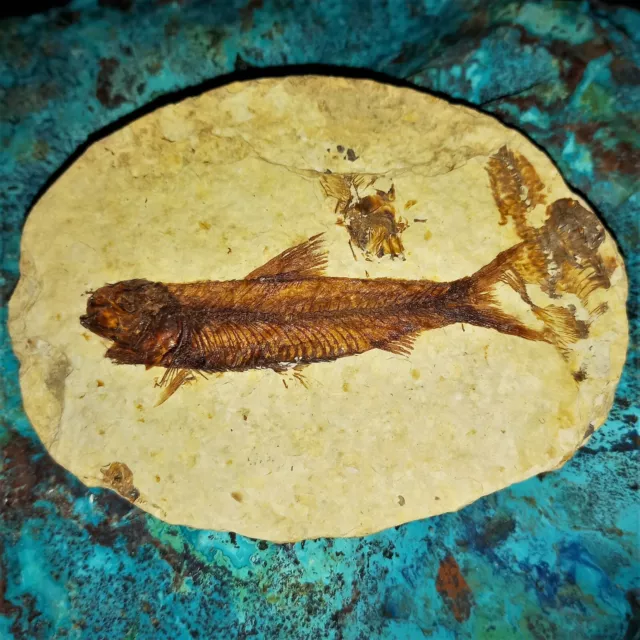 Versteineter Fisch Knightia eocaena  Nr 5 Fossil Green River Wyoming Fish