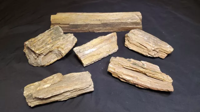 Petrified Wood Fossil Lot Aquarium Decor Fossil Collection Fossilized Wood Nice