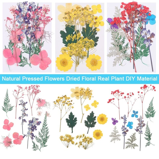 Resin Mold Filling Real Plant Mixed Leaves Pressed Flowers Natural Dried Floral