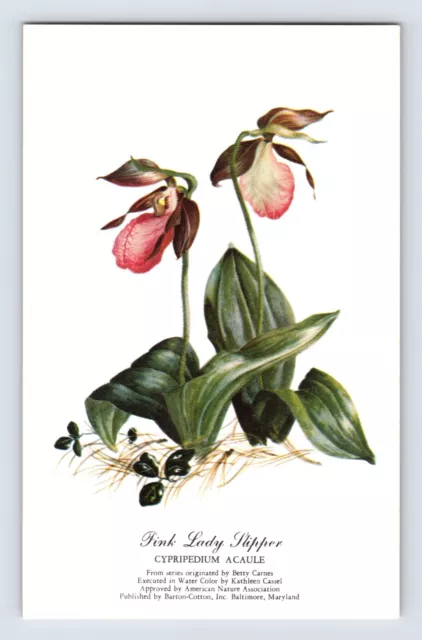 Postcard Pink Lady Slipper Iris Flower Betty Carnes Kathleen Cassel 1940s