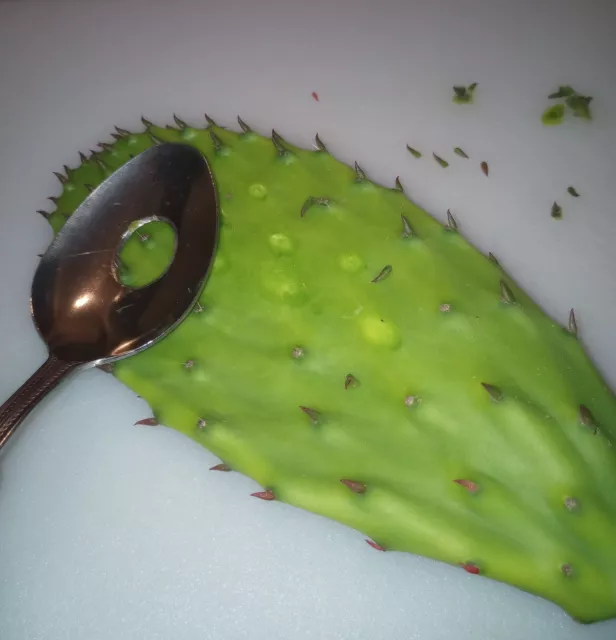 Cuchara Peladora De Nopales / Cactus Peeler Spoon / Cuchara Pela nopales