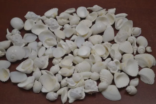 Más de 500 PIEZAS SURTIDO A GRANEL PEQUEÑO MAR BLANCO CÁSCARA DE PLAYA DECORACIÓN DE BODA 3 LB #7905