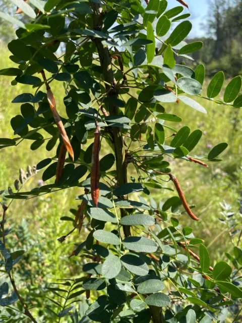 30+ Seeds Caragana Siberian Pea Shrub Shelterbelt Permaculture Nitrogen Fixing
