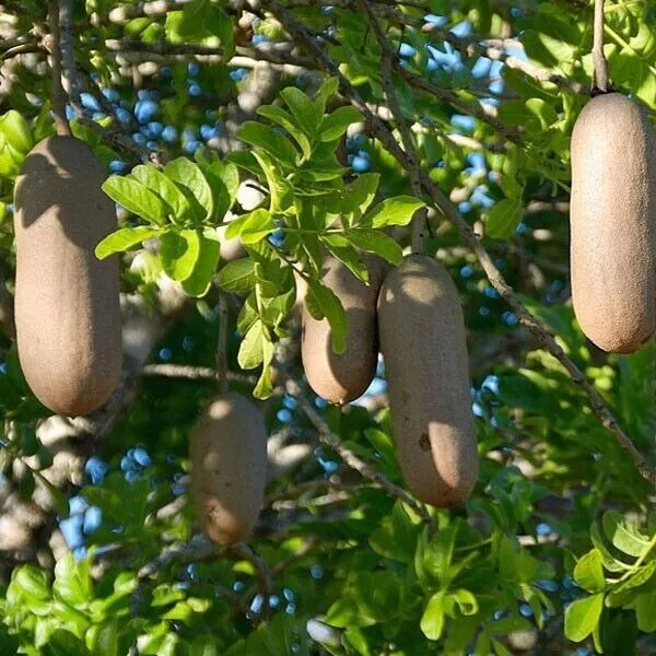 Sausage tree - Kigelia africana - Leberwurstbaum - 5+ seeds - Samen - Gx 096