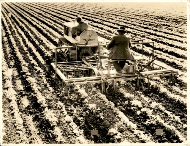 GA92 Orig Photo SALINAS CALIFORNIA Lettuce Farming Vintage Tractor Agriculture