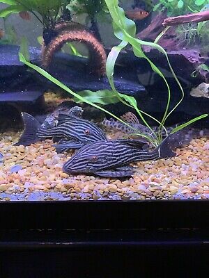 pleco live fish Royal 7.5” !!!! Local Pick Up Only !!!