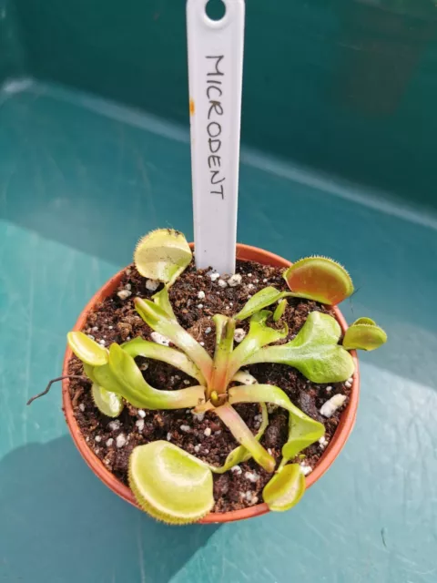 Venus Flytrap - 'Microdent' - Dionaea muscipula | Carnivorous Plant