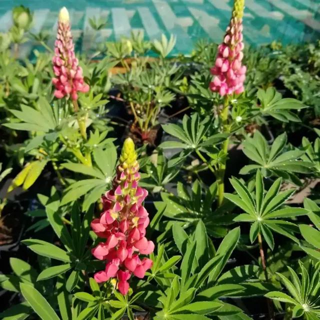 Lupin 'Gallery Pink', peach-flowered cottage garden perennial in 2 litre pots