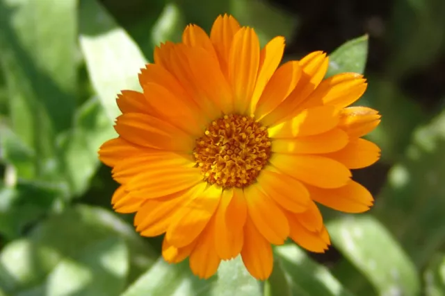 Marigold seeds - Calendula officinalis - Pot English Marigold